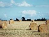 Bales of Hay in a Field
