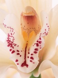 Blooming Orchid