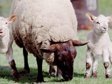 Sheep Grazing with Young Lambs