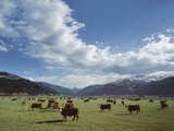 Buy Cattle Grazing on Farmland at AllPosters.com