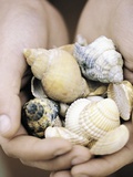 Hands Holding Seashells