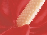 Stamen of a Flamingo Lily