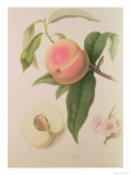 Noblesse Peach