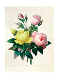 Rosa Lutea and Rosa Indica, from 