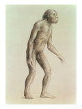 Buy Australopithecus Africanus at AllPosters.com