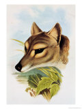 Tasmanian Wolf or Tiger (Thylacinus Cynocephalus)