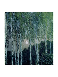Buy Birch Trees at AllPosters.com