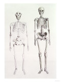 Buy Skeletons of Australopithecus Boisei and Homo Sapiens at AllPosters.com