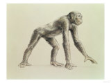 Buy Dryopithecus Africanus at AllPosters.com