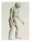 Buy Australopithecus Boisei at AllPosters.com