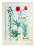 Buy Linum, Garden Poppies and Abrotanum, Illustration from "The Book of Simple Medicines" at AllPosters.com