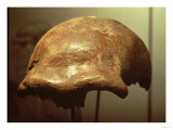 Buy Cranium of a Neanderthal (Bone) at AllPosters.com