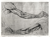 Study of Arms