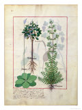 Buy Illustration from the "Book of Simple Medicines" by Mattheaus Platearius (D.circa 1161) circa 1470 at AllPosters.com