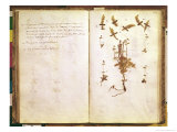 Buy Page 24 from a Herbarium at AllPosters.com