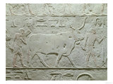 Herdsman Leading a Bull, Detail from Mastaba of Akhethotep, from Saqqara, Old Kingdom, c. 2500 BC