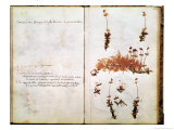 Buy Page 15 from a Herbarium at AllPosters.com