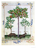 Hazelnut Bush (Left) and Cherry Tree (Centre), Illustration from the 