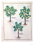 Illustration from the 