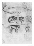 Buy Six Monkeys and a Sturgeon at AllPosters.com