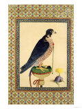 Falcon, from a Moraqqa