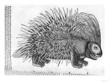 Porcupine, from 