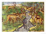 Buy Stag Hunt, from "Brevis Narratio...," Engraved by Theodore De Bry (1528-98) 1563 at AllPosters.com