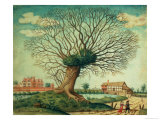 A Pollard Oak Near West Hampnett Place