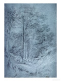 Buy Study of Ash and Other Trees (Pencil on Paper, Heightened with White Chalk) at AllPosters.com