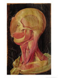 Anatomical Drawing of the Human Head