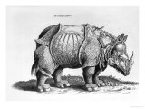 Buy Rhinocerous, No. 76 from "Historia Animalium" by Conrad Gesner (1516-65) Published in July 1815 at AllPosters.com