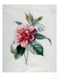 Buy Camellia at AllPosters.com