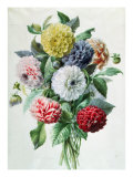Buy Dahlia at AllPosters.com