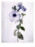 Buy Petunia at AllPosters.com