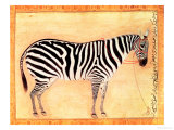 Zebra, from the 