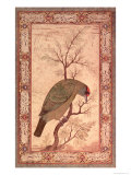 A Barbet (Himalayan Blue-Throated Bird) Jahangir Period, Mughal, 1615
