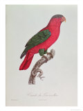Buy Parrot: Lory or Collared at AllPosters.com