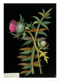 Cotton-Headed Thistle: Carduus Eriophorus, circa 1772-82 (Paper Collage)