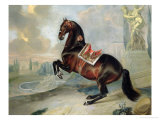 The Dark Bay Horse "Valido" Performing a Levade Movement