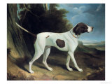 Portrait of a Liver and White Pointer