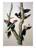 Ivory-Billed Woodpecker, from 