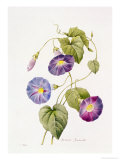 Buy Ipomoea Violacea (Morning Glory) at AllPosters.com