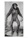 Buy Chimpanzee, 1699 at AllPosters.com
