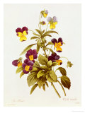 Viola Tricolour