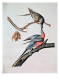 Passenger Pigeon, from 'Birds of America'