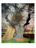 Buy The Old Olive Tree, 1922 at AllPosters.com