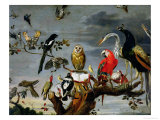 Concert of Birds