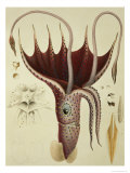 Buy Squid, Pl.2 from "Histoire Naturelle Generale Et Particuliere Des Cephalopodes Acetabuliferes" at AllPosters.com