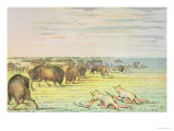 Stalking Buffalo