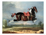 The Piebald Horse "Cehero" Rearing